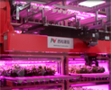 玉川大学／西松建設のLED植物工場「Sci Tech Farm」